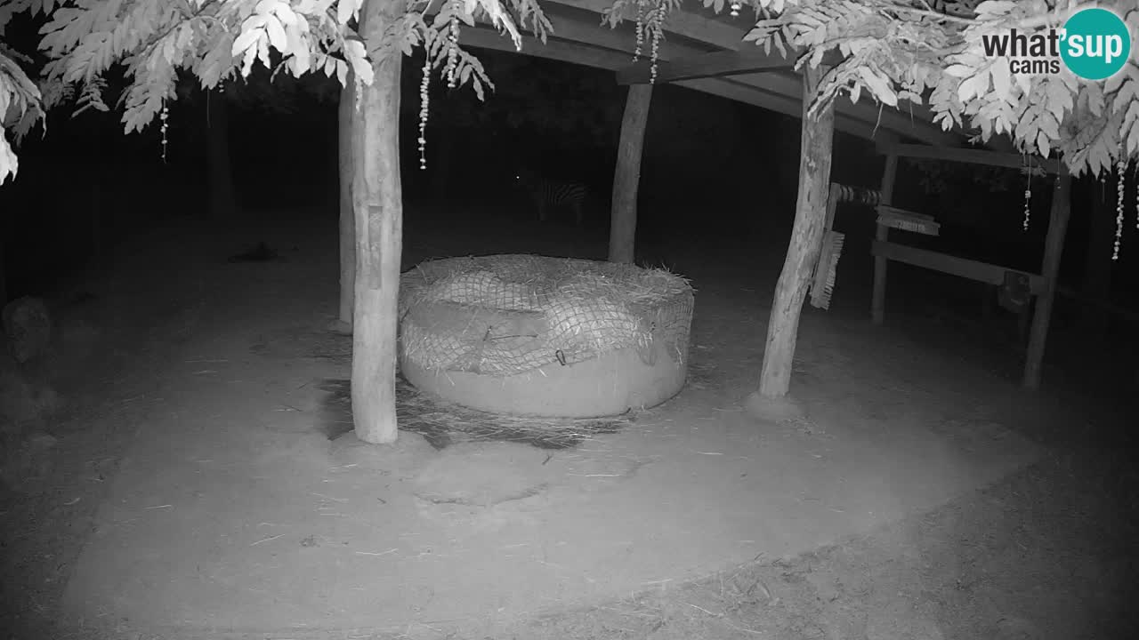 Web kamera uživo Zebras u ZOO Ljubljana – Slovenija