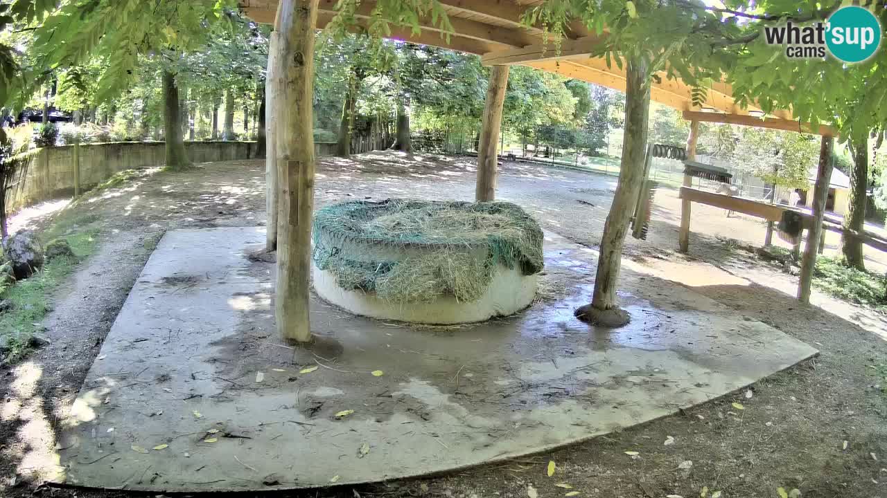 Camera en vivo Cebras in Ljubljana ZOO – Eslovenia