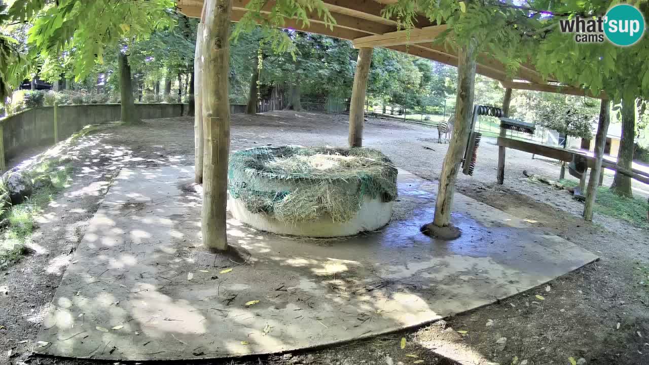 Le Zebre nello ZOO di Ljubljana – Slovenia Live webcam