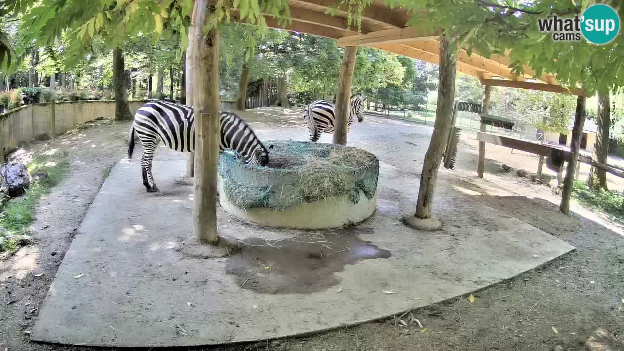 Zebre v živo v živalskem vrtu Ljubljana ZOO spletne kamere