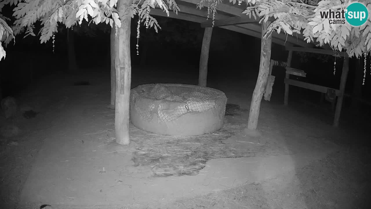 Live webcam Zebras in Ljubljana ZOO – Slovenia