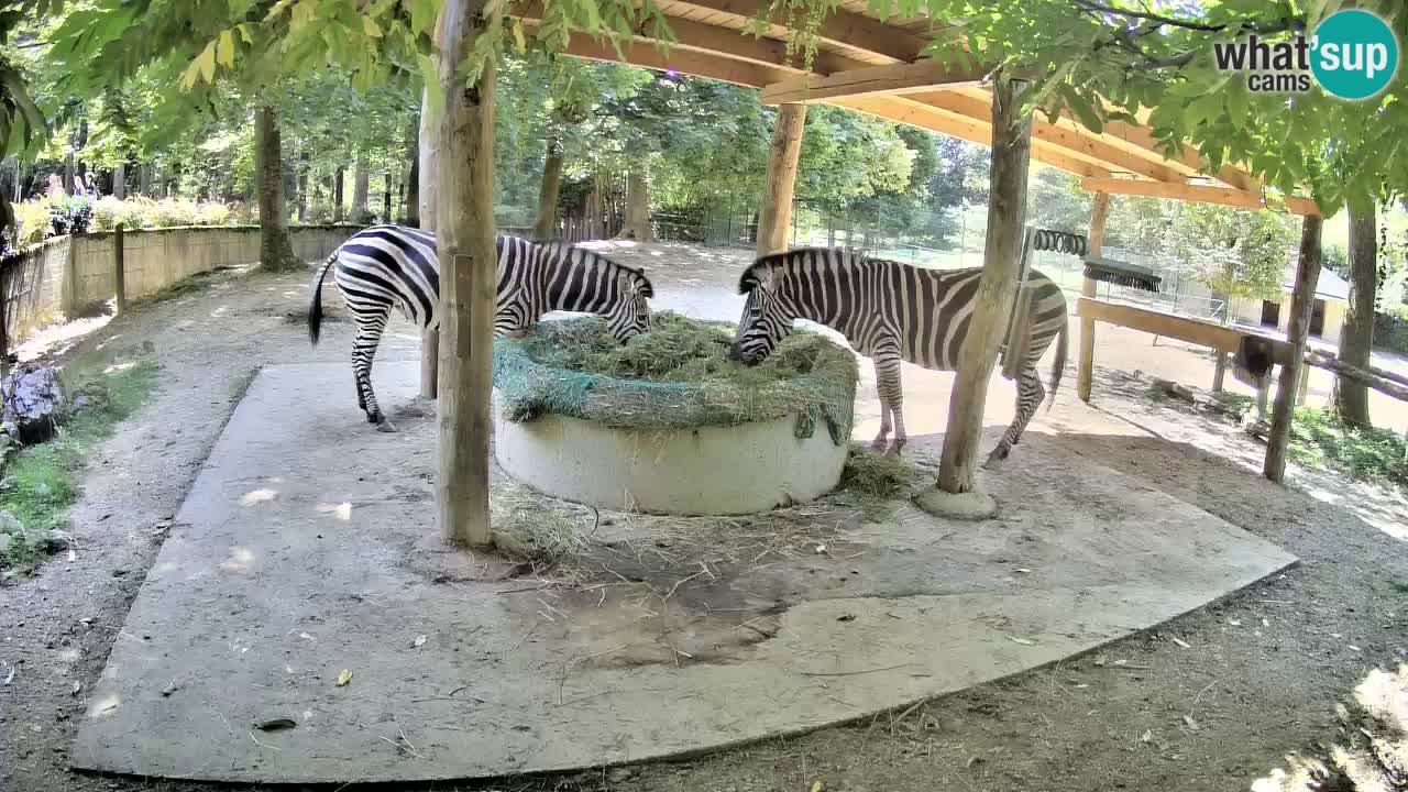 Le Zebre nello ZOO di Ljubljana – Slovenia Live webcam