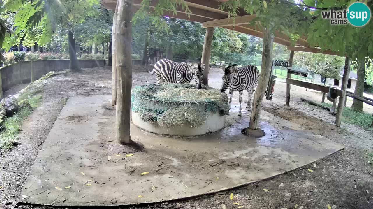 Live Webcam Zebras in Ljubljana ZOO – Slowenien