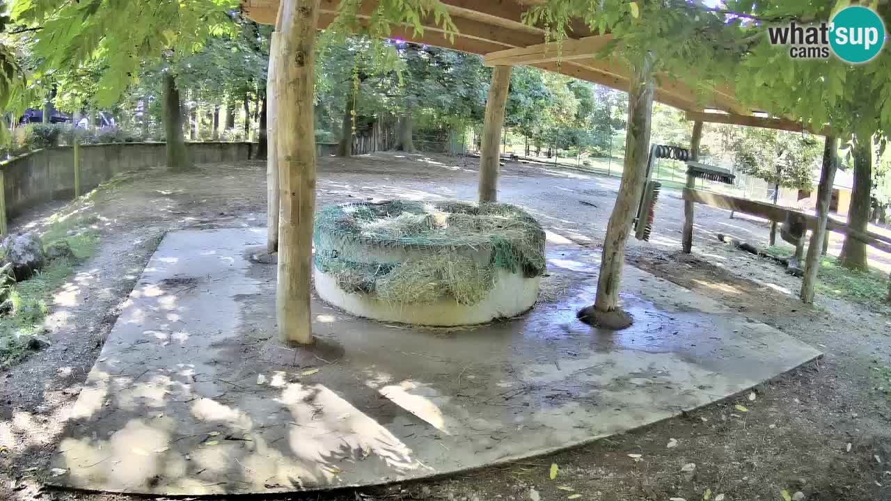 Camera en vivo Cebras in Ljubljana ZOO – Eslovenia