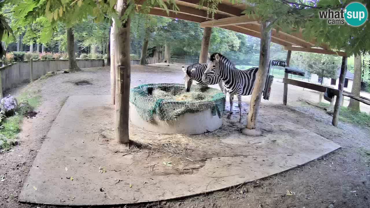 Camera en vivo Cebras in Ljubljana ZOO – Eslovenia