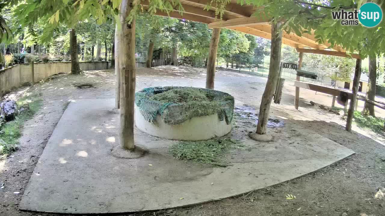 Zebre v živo v živalskem vrtu Ljubljana ZOO spletne kamere