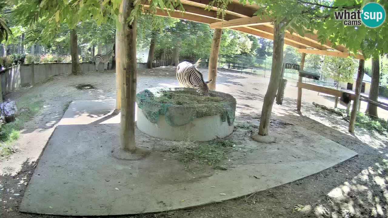 Live webcam Les zèbres in Ljubljana ZOO – Slovénie