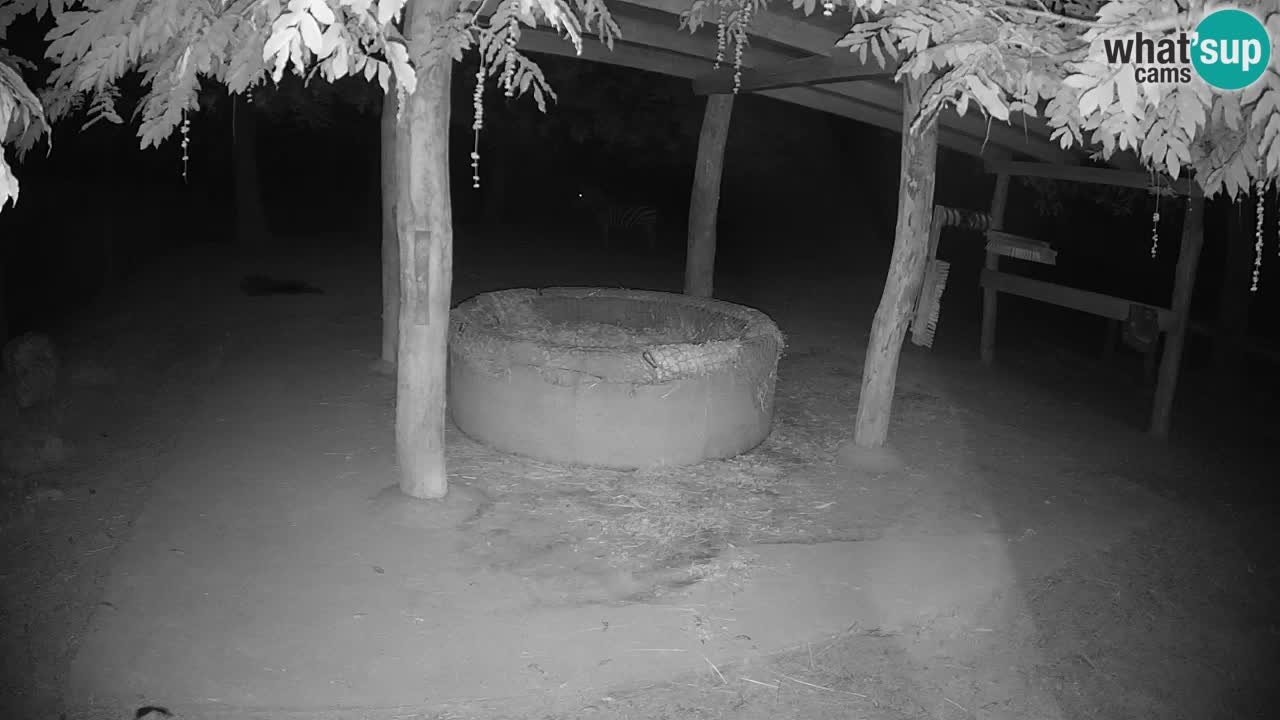 Live Webcam Zebras in Ljubljana ZOO – Slowenien