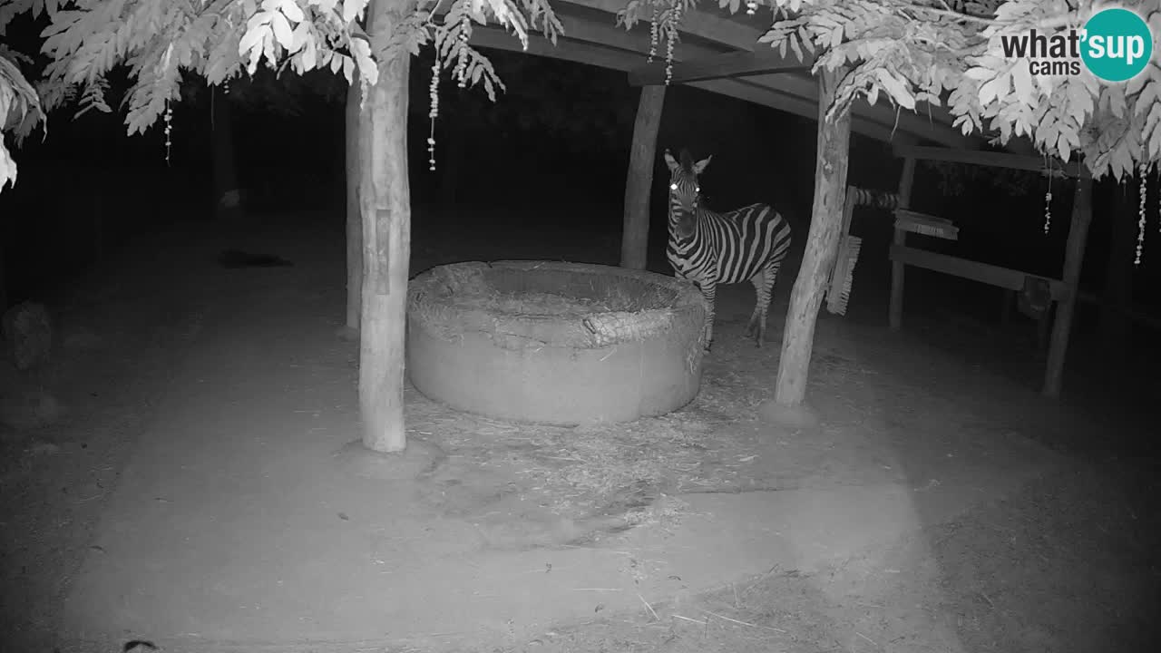 Live webcam Les zèbres in Ljubljana ZOO – Slovénie