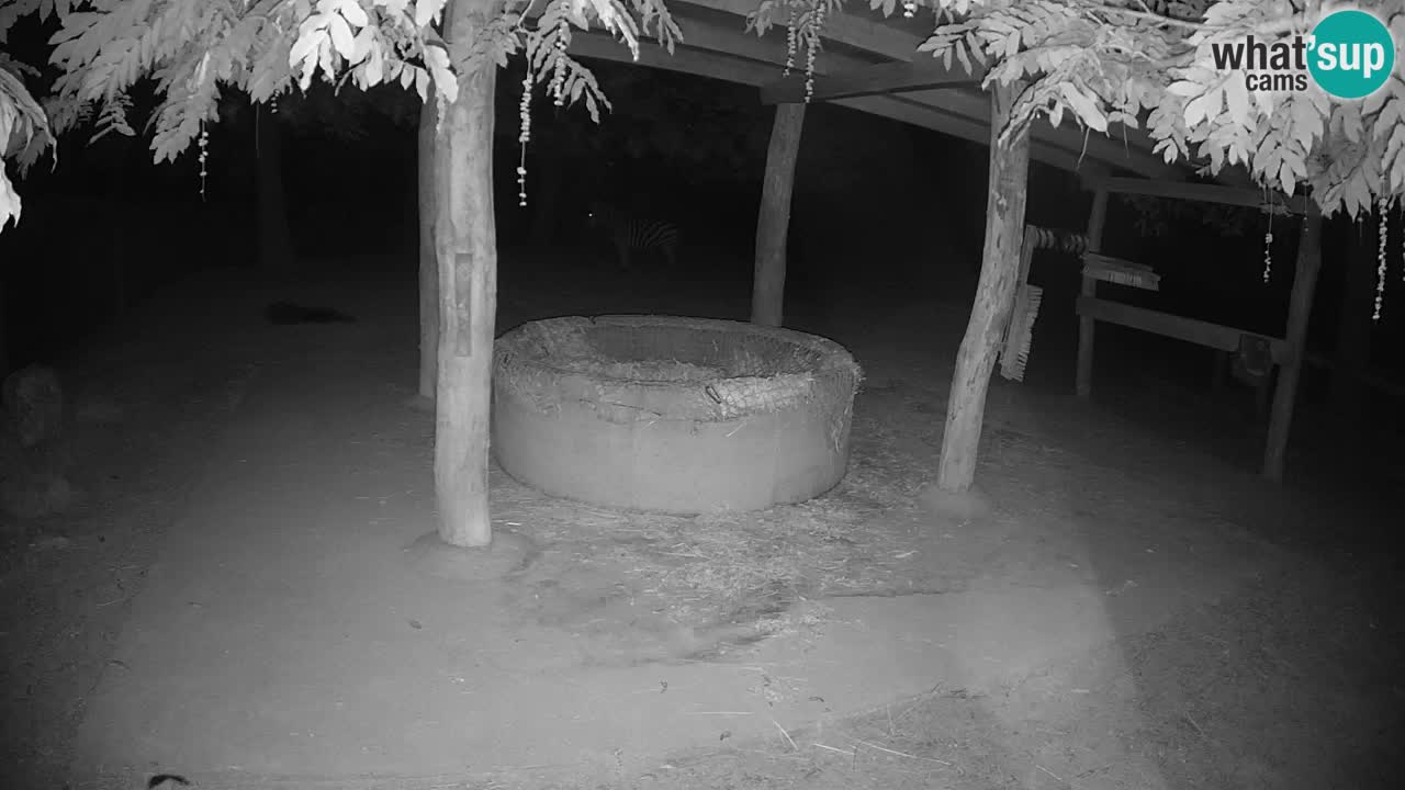 Camera en vivo Cebras in Ljubljana ZOO – Eslovenia