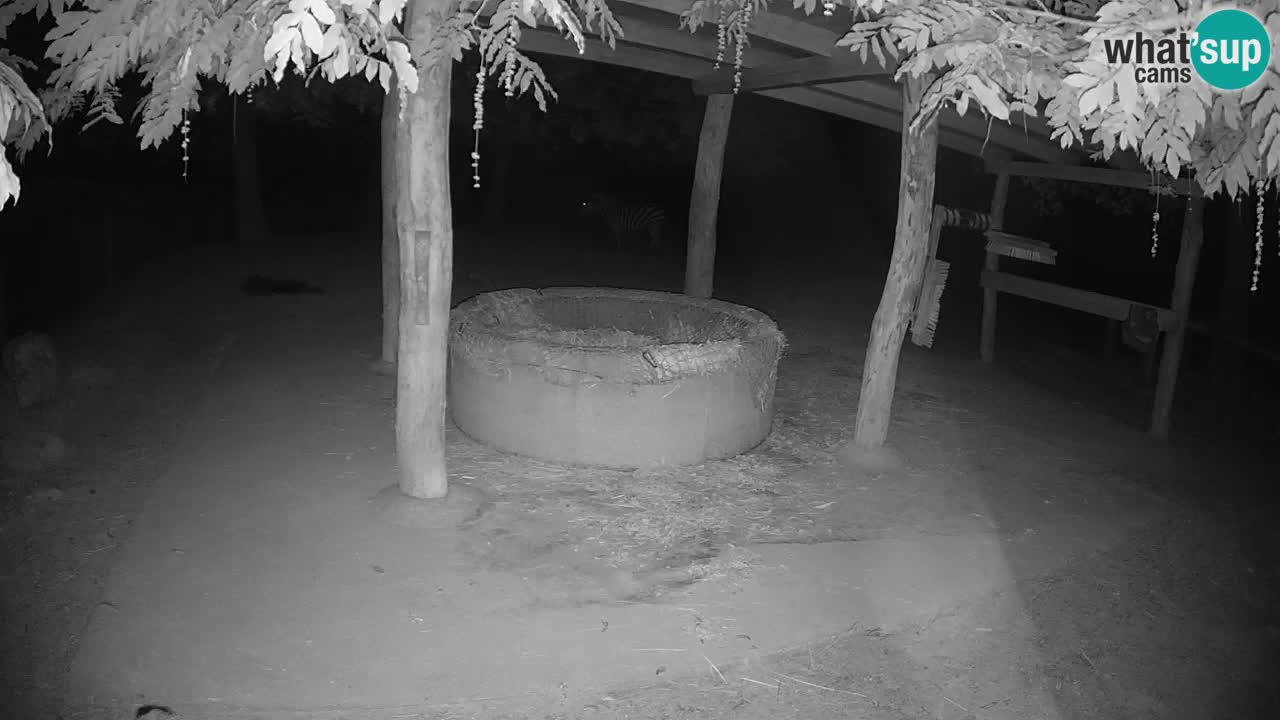 Live webcam Les zèbres in Ljubljana ZOO – Slovénie
