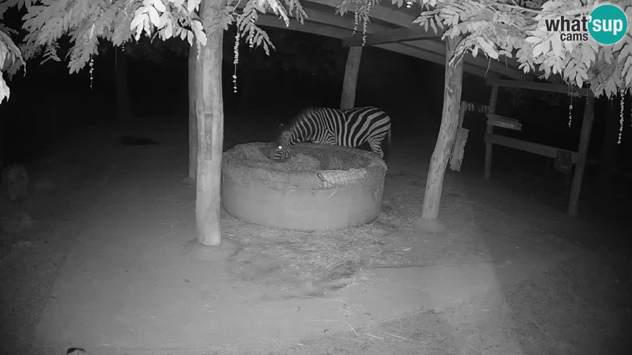 Live webcam Zebras in Ljubljana ZOO – Slovenia