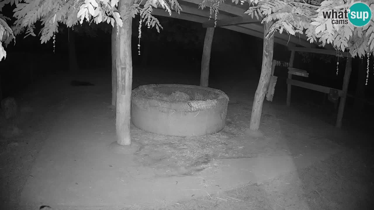 Live webcam Zebras in Ljubljana ZOO – Slovenia