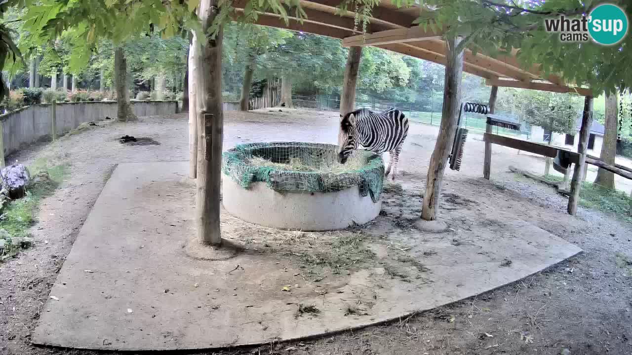 Live webcam Les zèbres in Ljubljana ZOO – Slovénie
