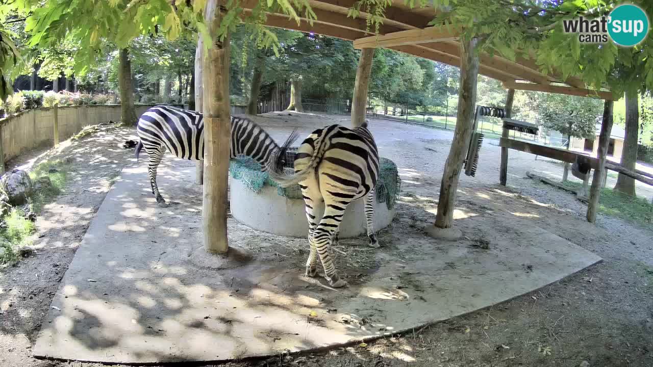 Le Zebre nello ZOO di Ljubljana – Slovenia Live webcam