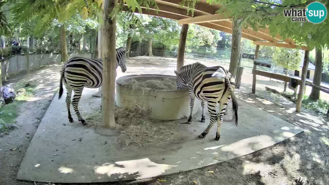 Live Webcam Zebras in Ljubljana ZOO – Slowenien