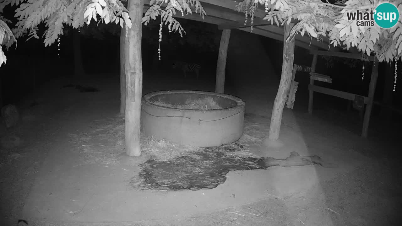 Live Webcam Zebras in Ljubljana ZOO – Slowenien