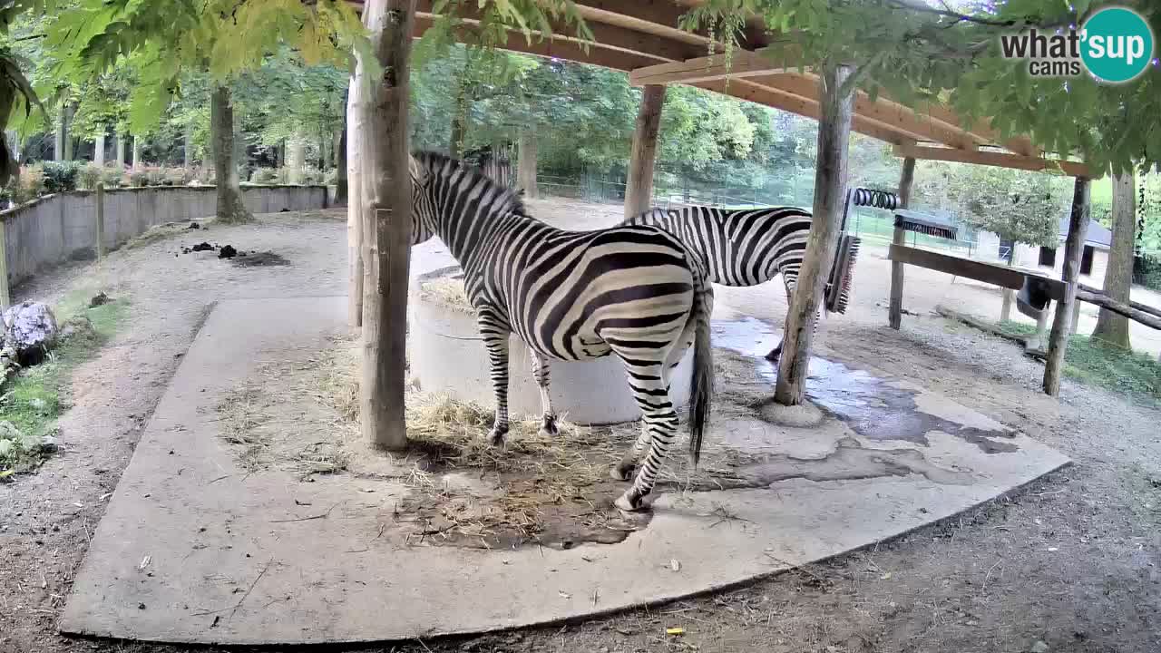 Live webcam Zebras in Ljubljana ZOO – Slovenia
