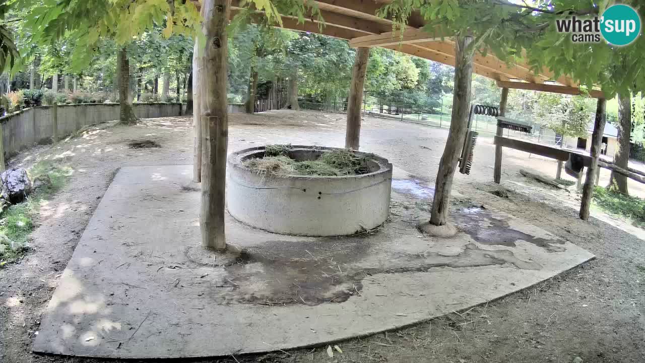 Le Zebre nello ZOO di Ljubljana – Slovenia Live webcam