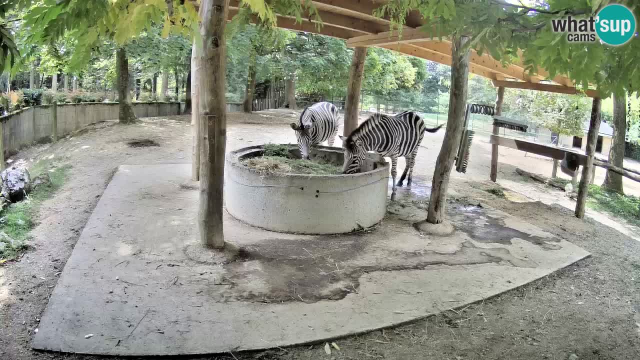 Le Zebre nello ZOO di Ljubljana – Slovenia Live webcam