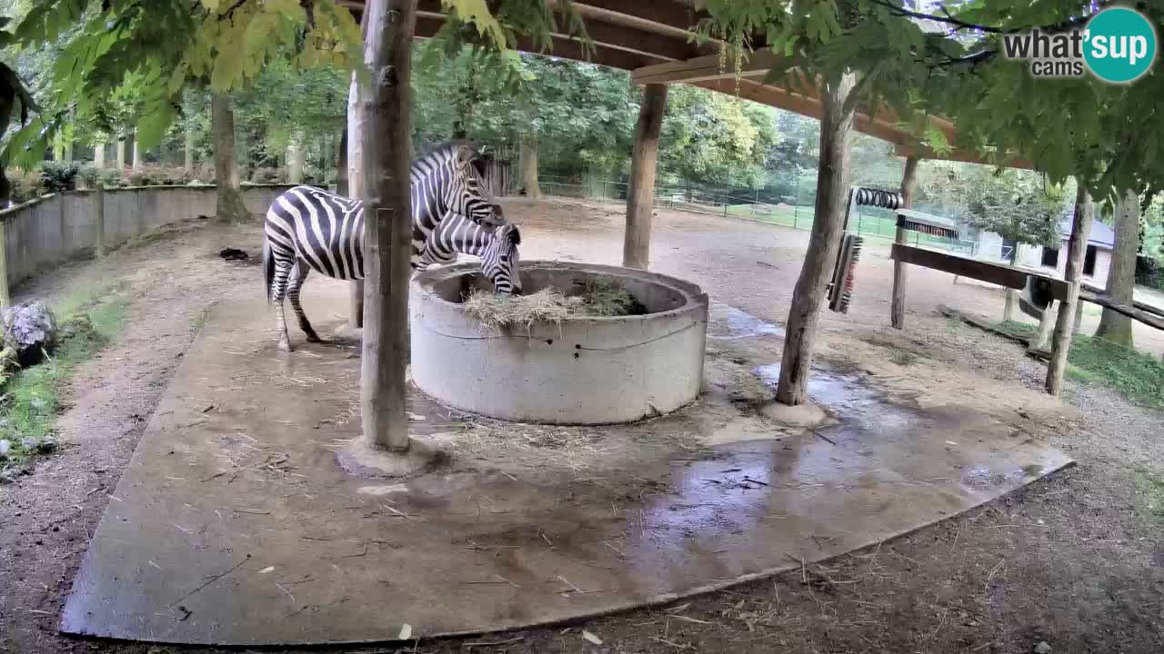 Le Zebre nello ZOO di Ljubljana – Slovenia Live webcam