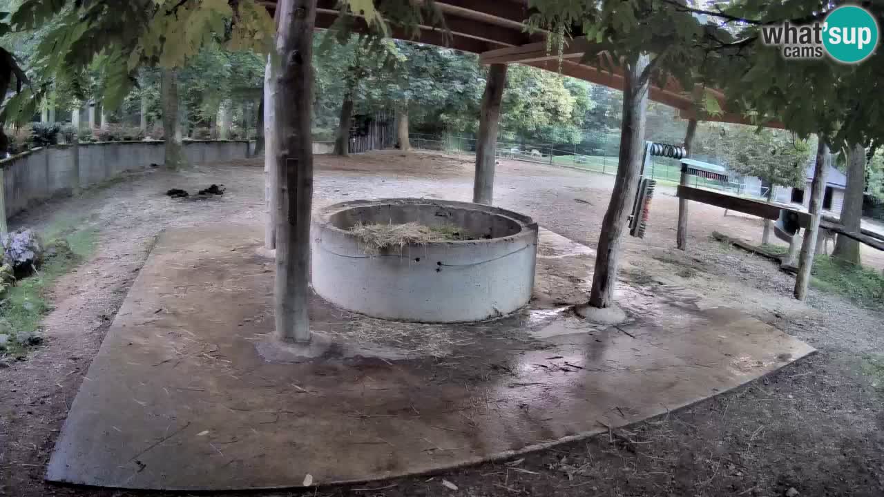 Zebre v živo v živalskem vrtu Ljubljana ZOO spletne kamere