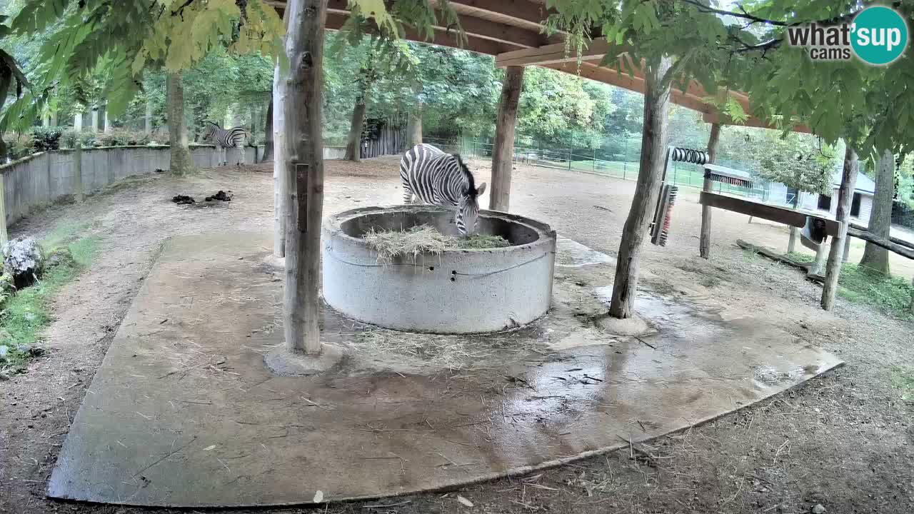 Le Zebre nello ZOO di Ljubljana – Slovenia Live webcam