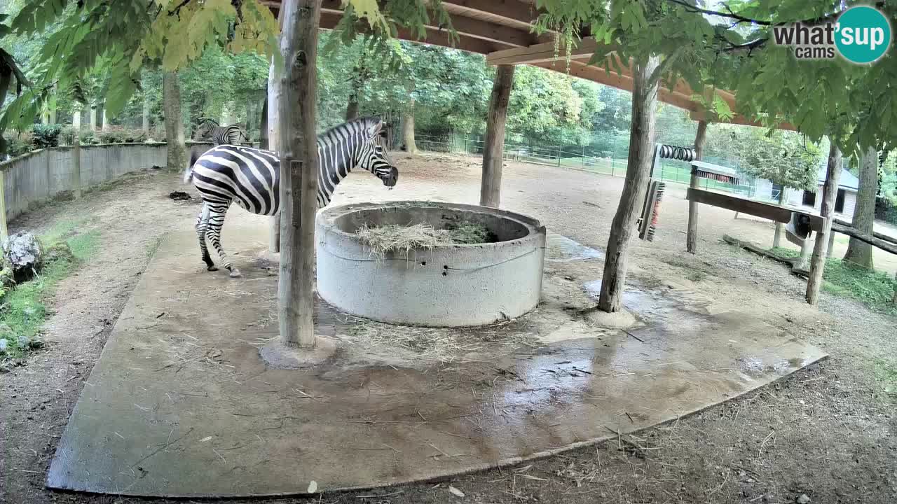 Live webcam Les zèbres in Ljubljana ZOO – Slovénie