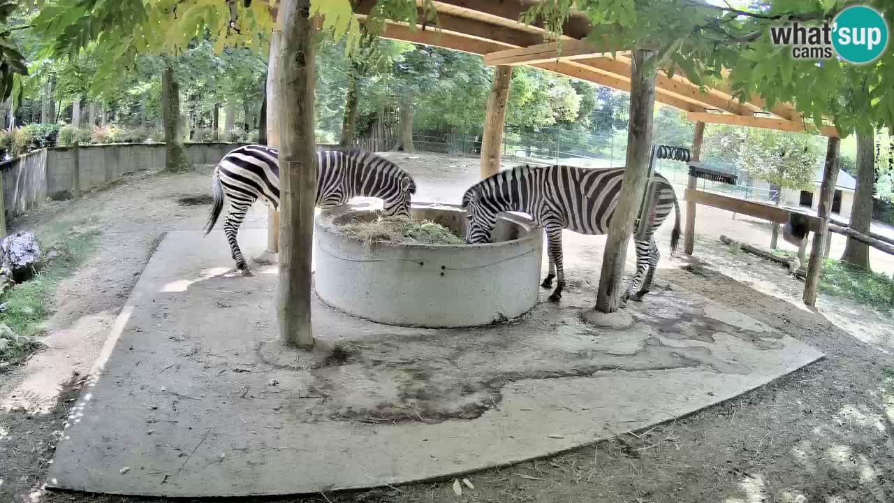 Live webcam Les zèbres in Ljubljana ZOO – Slovénie