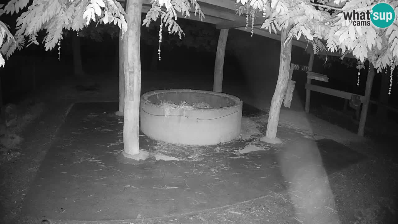 Camera en vivo Cebras in Ljubljana ZOO – Eslovenia