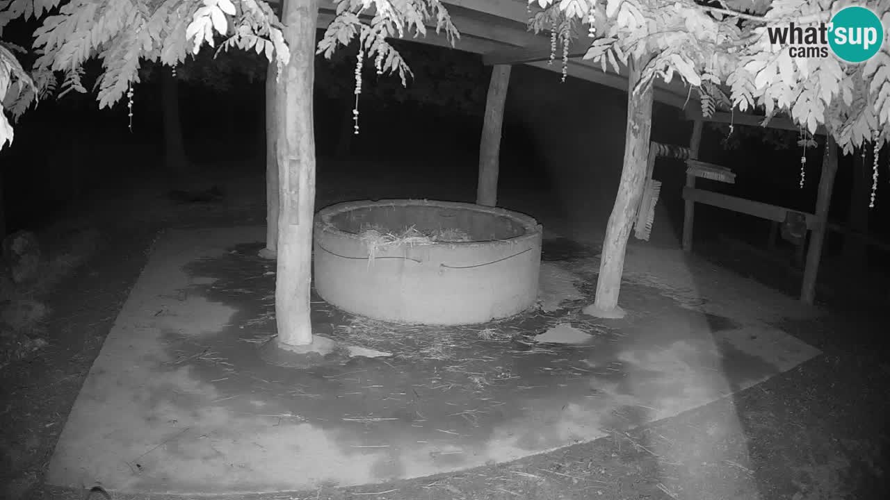 Zebre v živo v živalskem vrtu Ljubljana ZOO spletne kamere