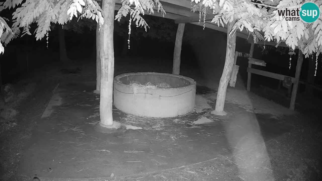 Web kamera uživo Zebras u ZOO Ljubljana – Slovenija