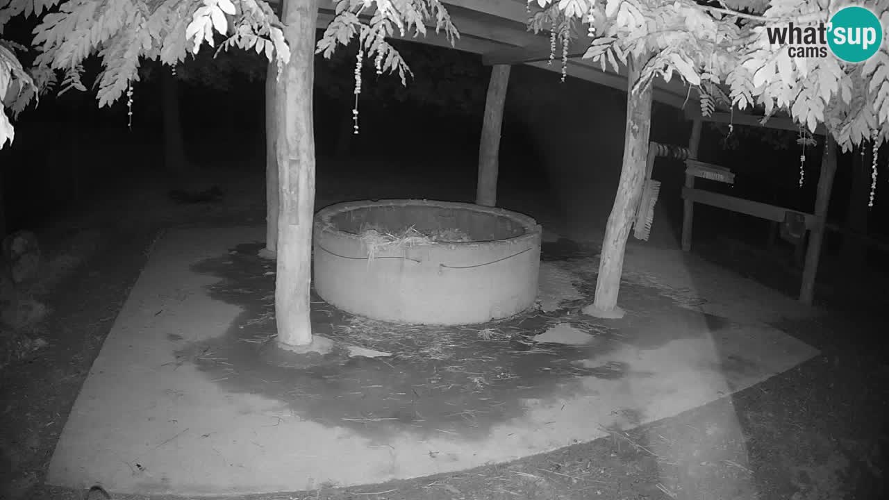Camera en vivo Cebras in Ljubljana ZOO – Eslovenia