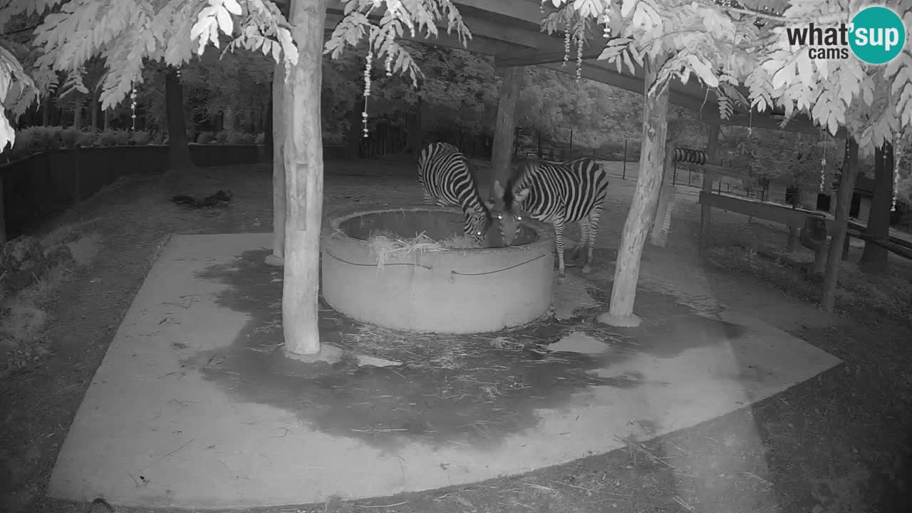 Live webcam Zebras in Ljubljana ZOO – Slovenia