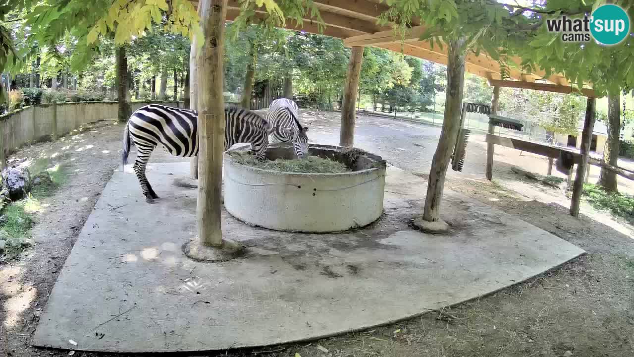 Live webcam Les zèbres in Ljubljana ZOO – Slovénie