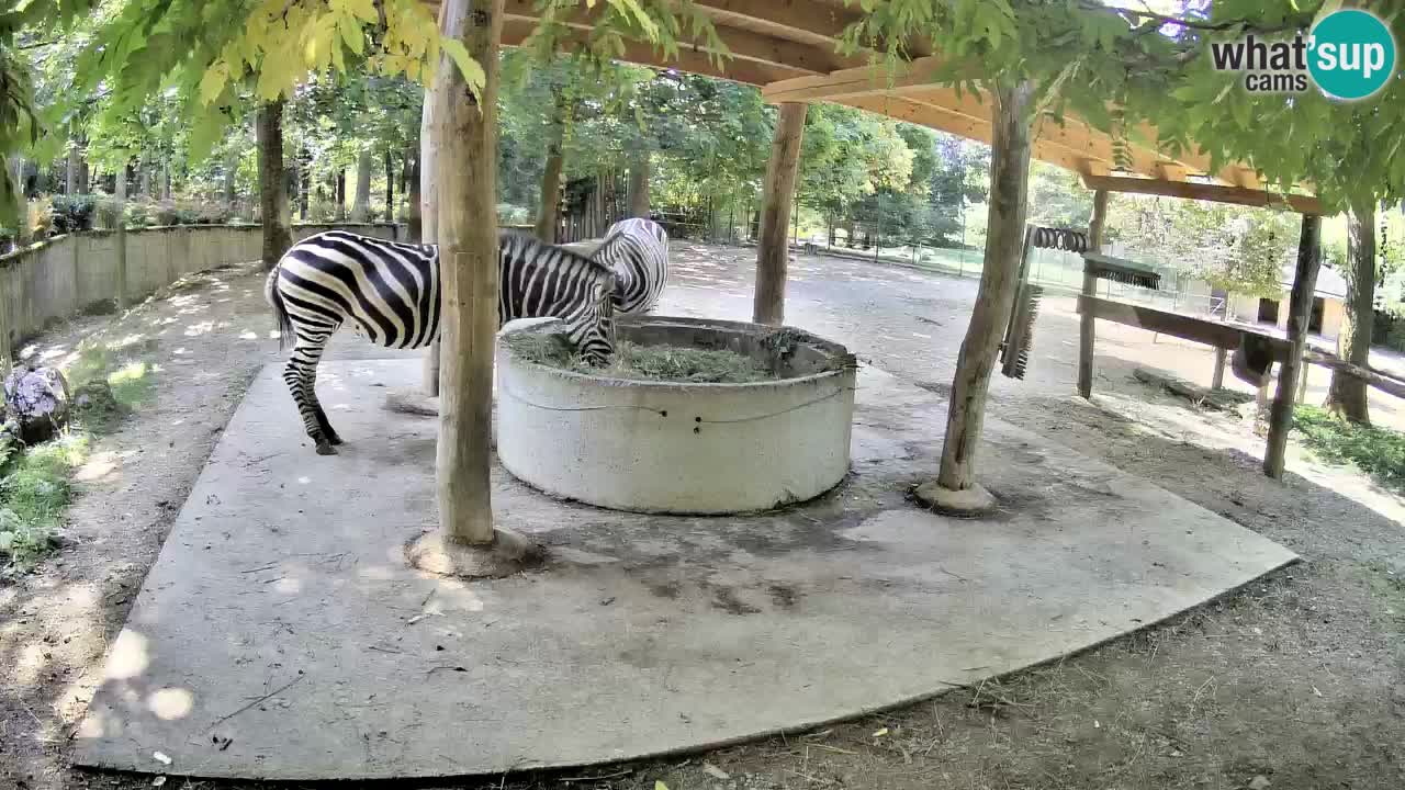 Live webcam Les zèbres in Ljubljana ZOO – Slovénie