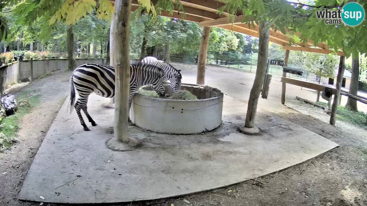 Live webcam Les zèbres in Ljubljana ZOO – Slovénie