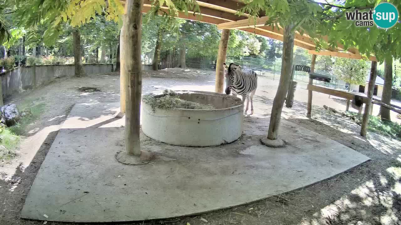 Camera en vivo Cebras in Ljubljana ZOO – Eslovenia