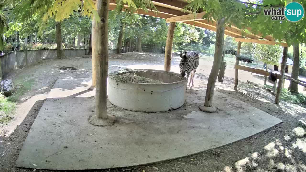 Le Zebre nello ZOO di Ljubljana – Slovenia Live webcam