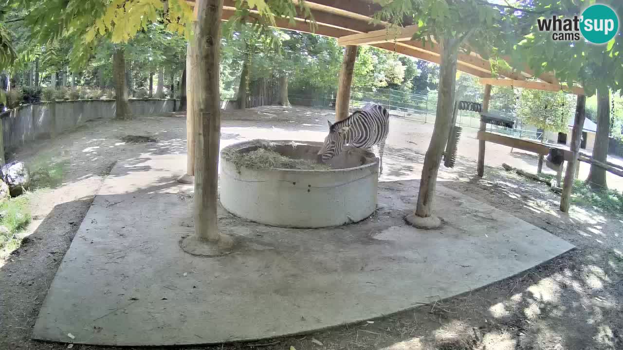 Live webcam Les zèbres in Ljubljana ZOO – Slovénie