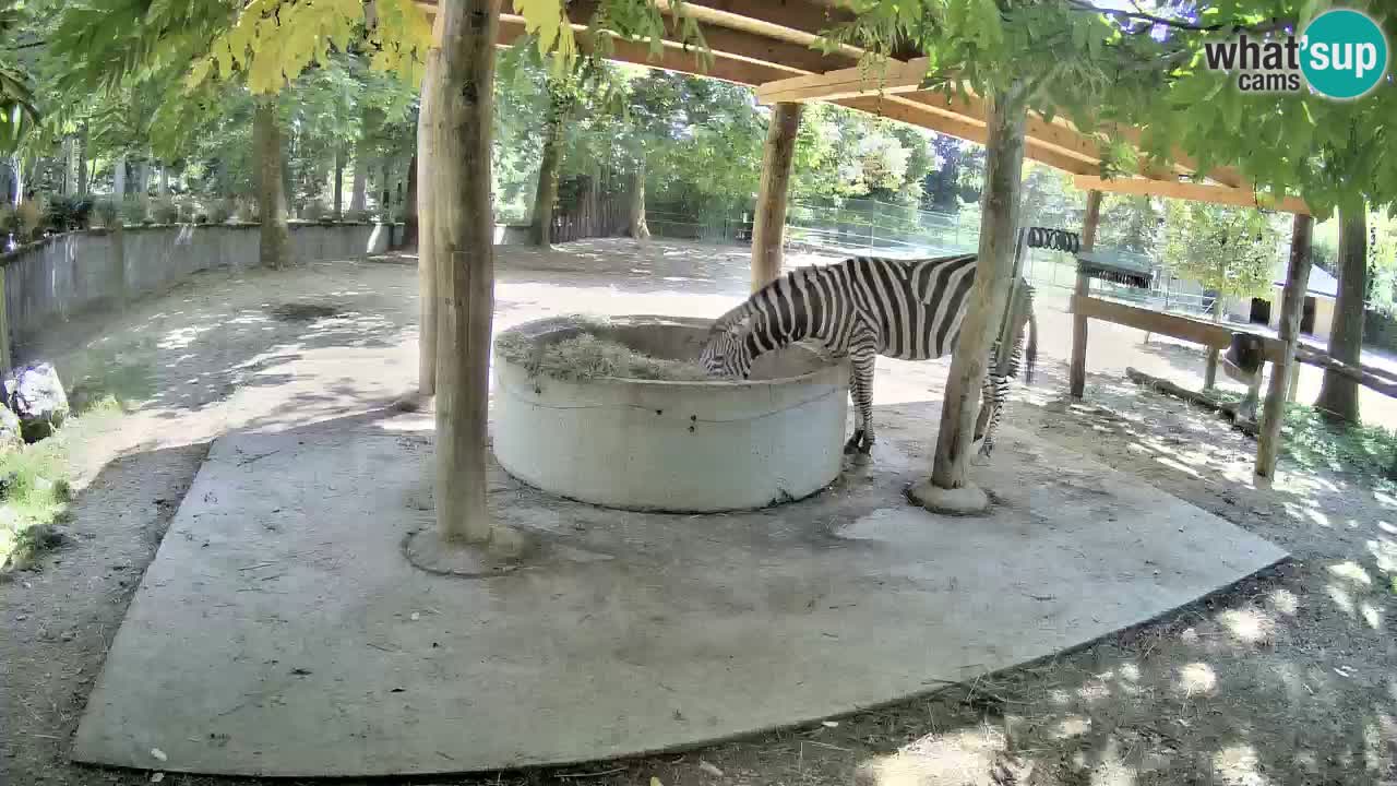 Live Webcam Zebras in Ljubljana ZOO – Slowenien