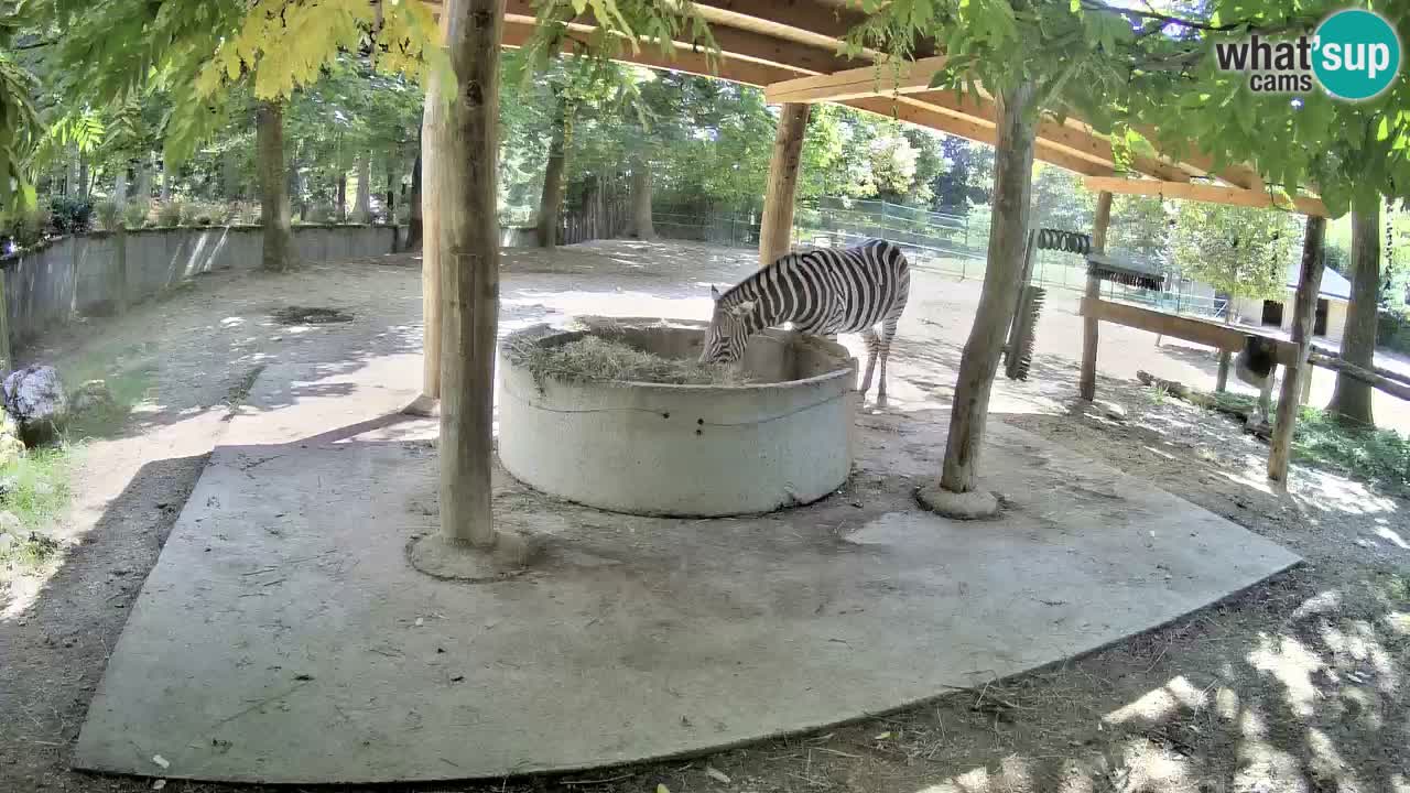 Camera en vivo Cebras in Ljubljana ZOO – Eslovenia