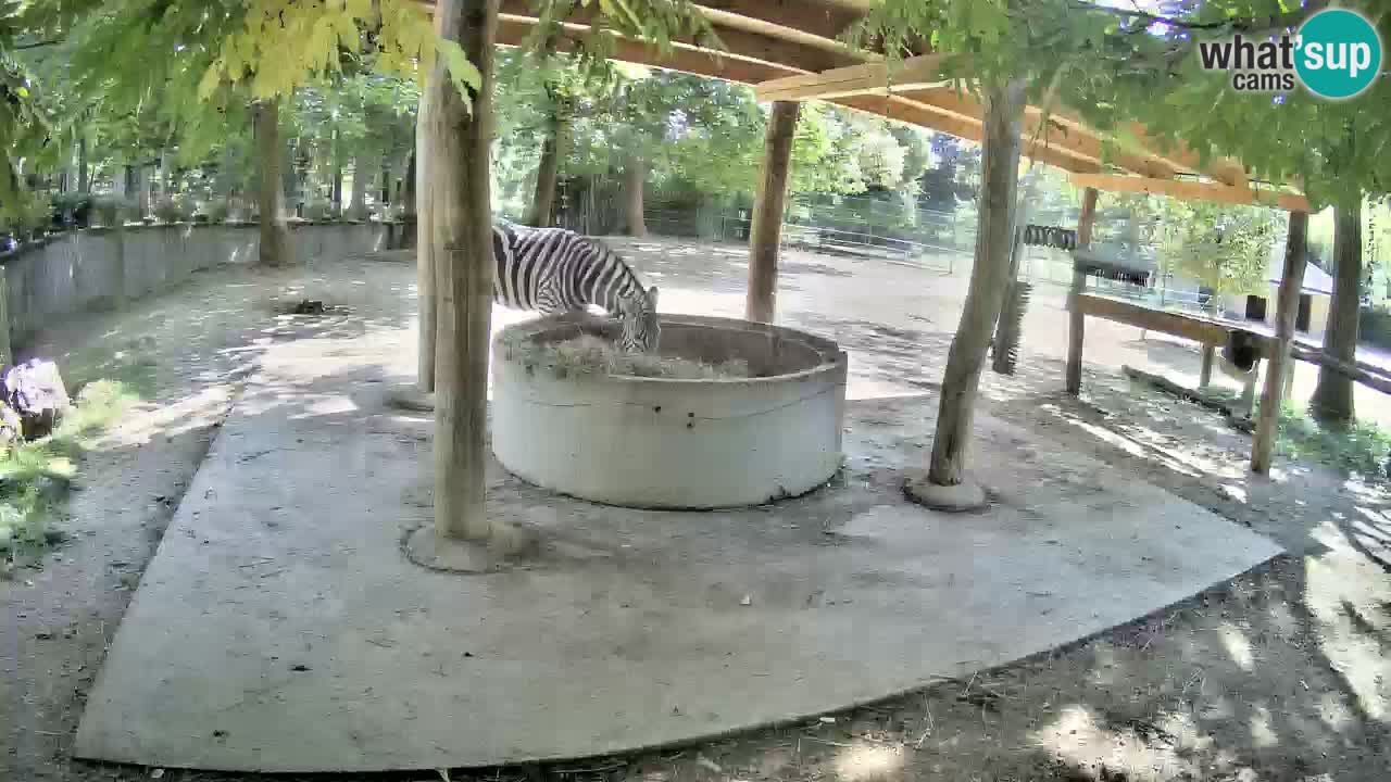 Live webcam Les zèbres in Ljubljana ZOO – Slovénie