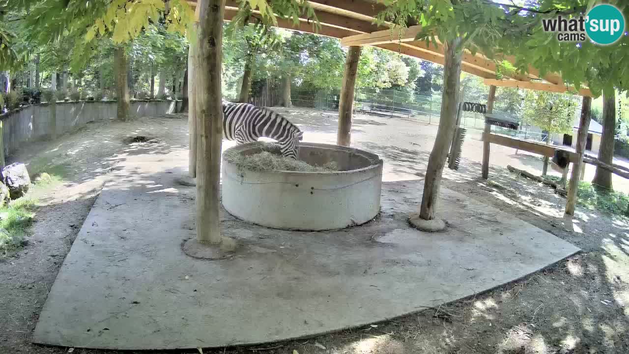 Le Zebre nello ZOO di Ljubljana – Slovenia Live webcam