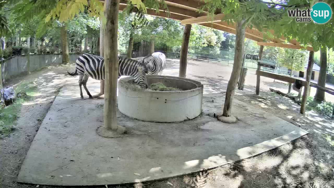 Live webcam Les zèbres in Ljubljana ZOO – Slovénie