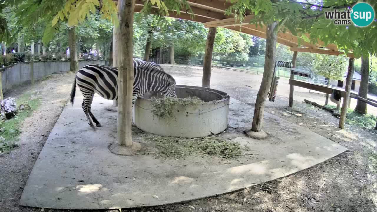 Le Zebre nello ZOO di Ljubljana – Slovenia Live webcam
