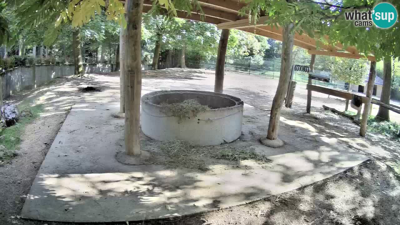 Live Webcam Zebras in Ljubljana ZOO – Slowenien
