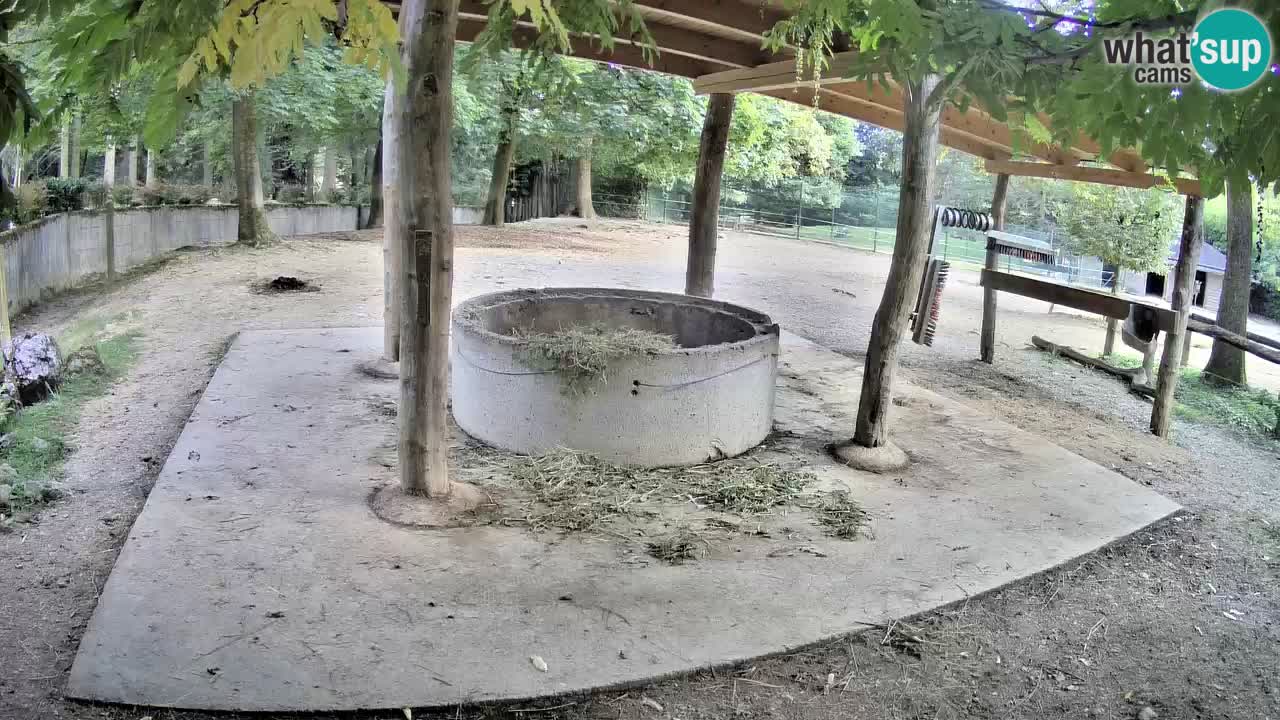 Live webcam Les zèbres in Ljubljana ZOO – Slovénie