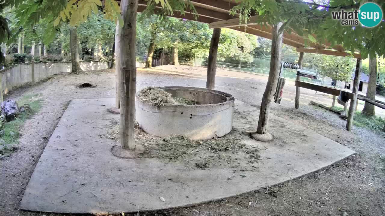 Zebre v živo v živalskem vrtu Ljubljana ZOO spletne kamere