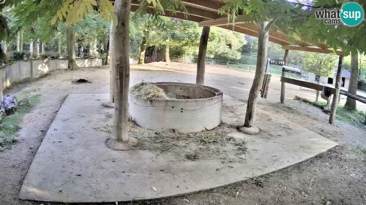 Live Webcam Zebras in Ljubljana ZOO – Slowenien